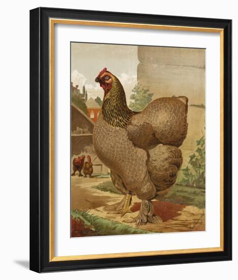 Mr. E. Tudman’s Partridge Cochin Hen “Titania”-J^ W^ Ludlow-Framed Premium Giclee Print