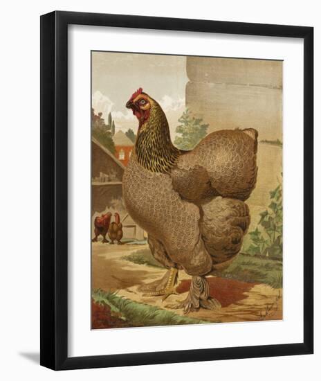 Mr. E. Tudman’s Partridge Cochin Hen “Titania”-J^ W^ Ludlow-Framed Premium Giclee Print