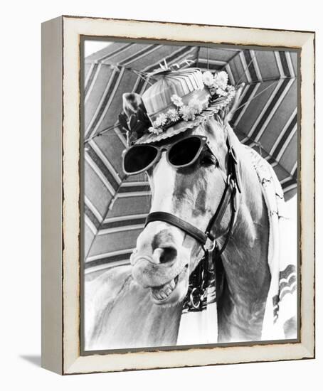 Mr. Ed-null-Framed Stretched Canvas