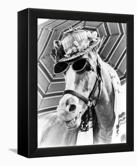 Mr. Ed-null-Framed Stretched Canvas