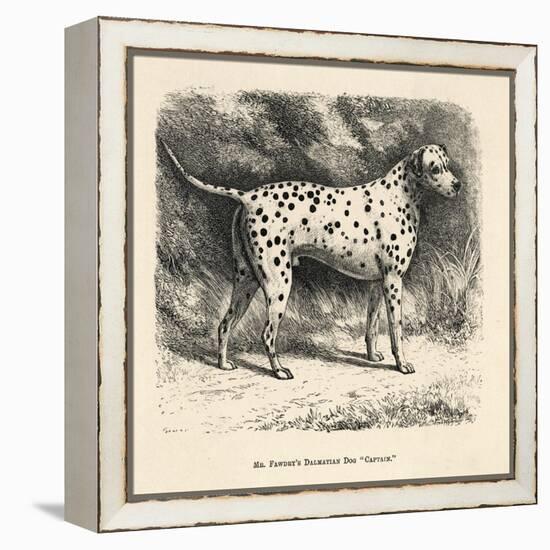 Mr. Fawdrys Dalmation Dog Captain-null-Framed Stretched Canvas