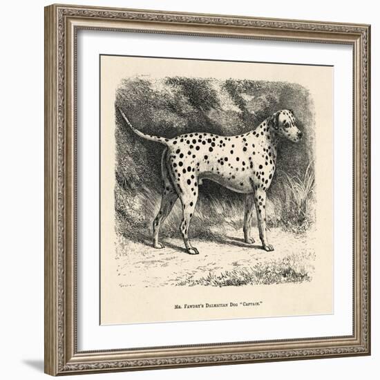 Mr. Fawdrys Dalmation Dog Captain-null-Framed Art Print