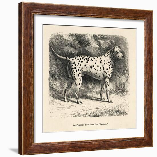 Mr. Fawdrys Dalmation Dog Captain-null-Framed Art Print