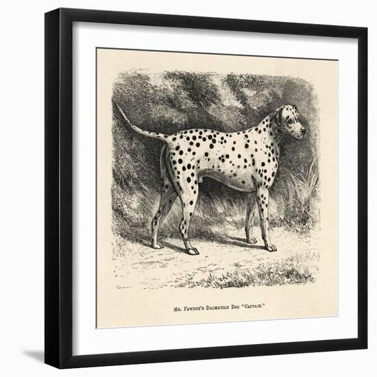 Mr. Fawdrys Dalmation Dog Captain-null-Framed Art Print