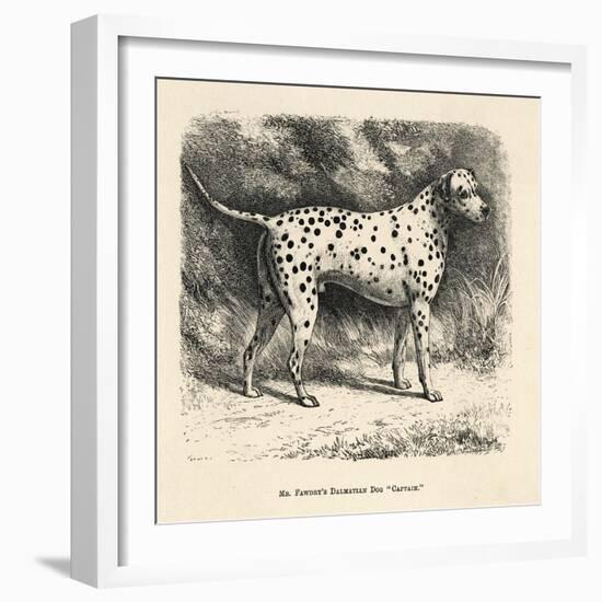 Mr. Fawdrys Dalmation Dog Captain-null-Framed Art Print