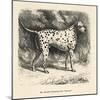 Mr. Fawdrys Dalmation Dog Captain-null-Mounted Art Print