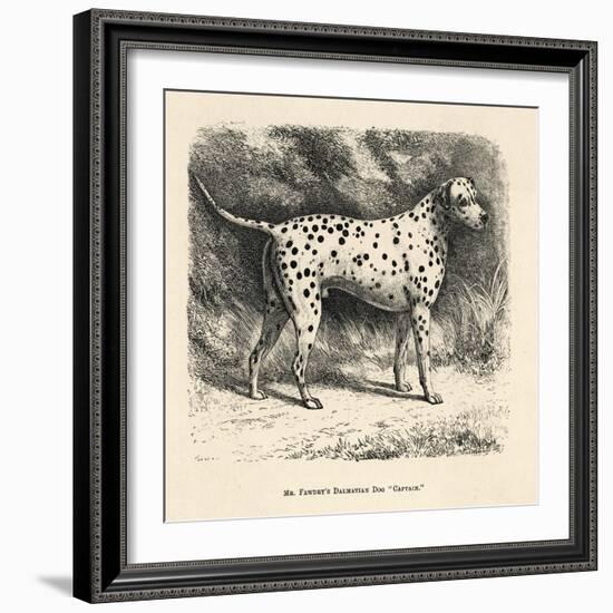 Mr. Fawdrys Dalmation Dog Captain-null-Framed Art Print