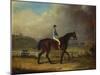 Mr. Hindley's Brown Filly 'Rosina' by 'Romulus' Ridden by the Owner on Lincoln Race Course-P. Ewbank-Mounted Giclee Print