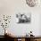 Mr. Hulot's Holiday, (aka Les Vacances De Monsieur Hulot), Jacques Tati, 1953-null-Photo displayed on a wall