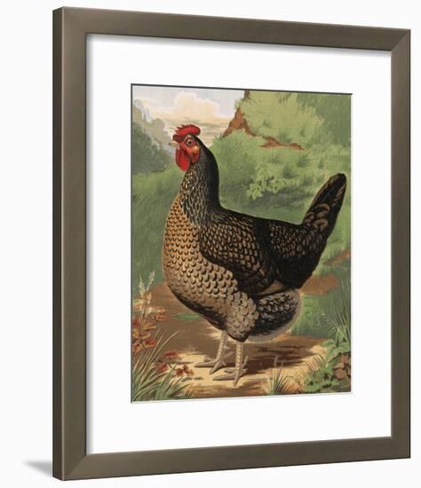 Mr. John Martin's Single Combed Dorking Hen-J^ W^ Ludlow-Framed Premium Giclee Print