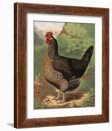 Mr. John Martin's Single Combed Dorking Hen-J^ W^ Ludlow-Framed Premium Giclee Print