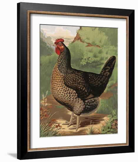 Mr. John Martin's Single Combed Dorking Hen-J^ W^ Ludlow-Framed Premium Giclee Print