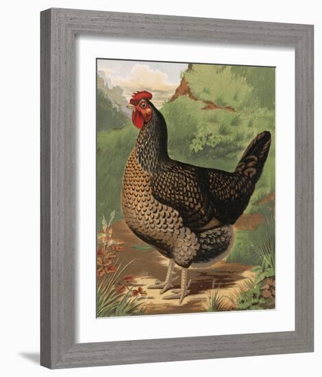 Mr. John Martin's Single Combed Dorking Hen-J^ W^ Ludlow-Framed Premium Giclee Print