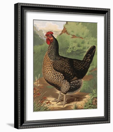 Mr. John Martin's Single Combed Dorking Hen-J^ W^ Ludlow-Framed Premium Giclee Print