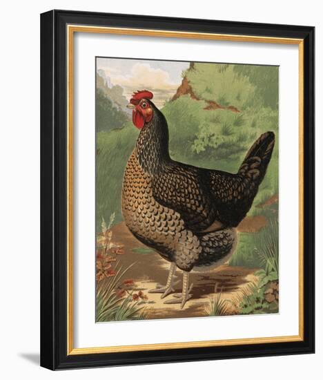 Mr. John Martin's Single Combed Dorking Hen-J^ W^ Ludlow-Framed Premium Giclee Print