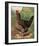 Mr. John Martin's Single Combed Dorking Hen-J^ W^ Ludlow-Framed Premium Giclee Print