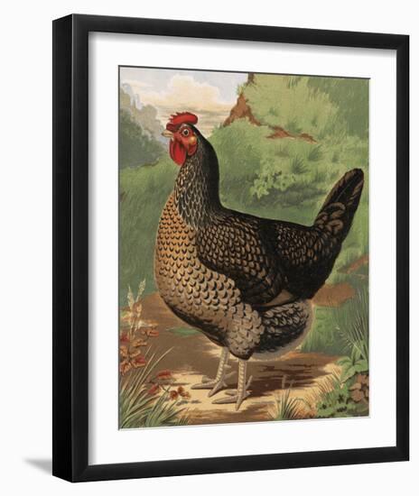 Mr. John Martin's Single Combed Dorking Hen-J^ W^ Ludlow-Framed Premium Giclee Print