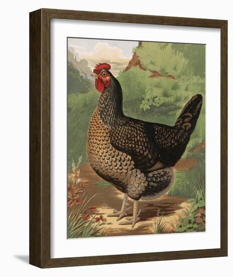 Mr. John Martin's Single Combed Dorking Hen-J^ W^ Ludlow-Framed Premium Giclee Print