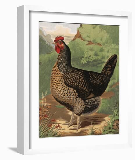 Mr. John Martin's Single Combed Dorking Hen-J^ W^ Ludlow-Framed Premium Giclee Print