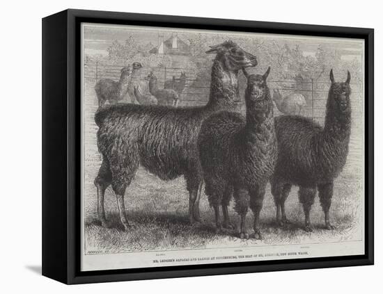 Mr Ledger's Alpacas and Llamas at Sophienburg, the Seat of Mr Atkinson, New South Wales-null-Framed Premier Image Canvas