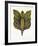 Mr Papillon II-Ben Banay-Framed Limited Edition