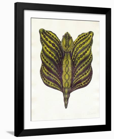 Mr Papillon II-Ben Banay-Framed Limited Edition