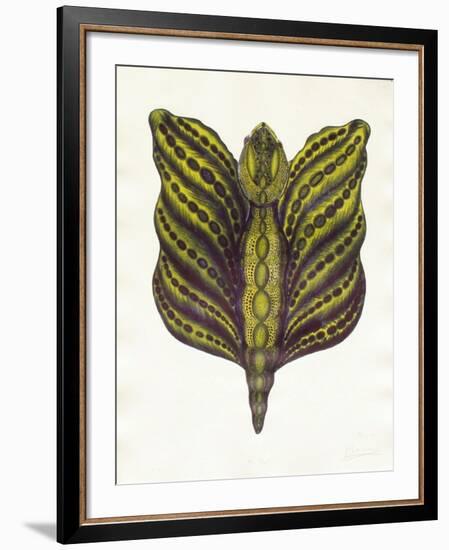 Mr Papillon II-Ben Banay-Framed Limited Edition