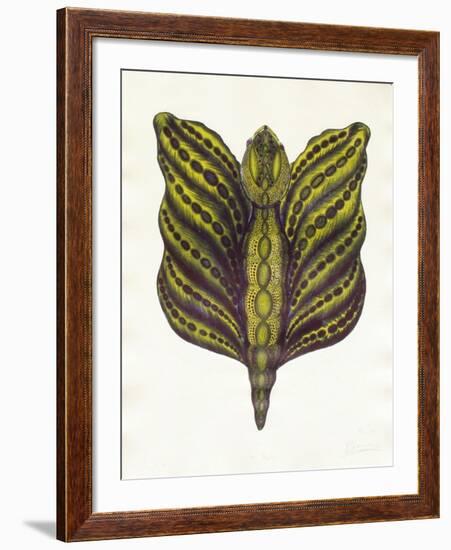 Mr Papillon II-Ben Banay-Framed Limited Edition