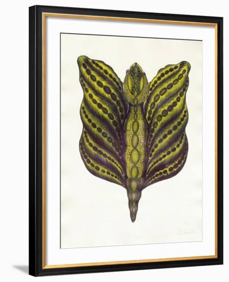 Mr Papillon II-Ben Banay-Framed Limited Edition