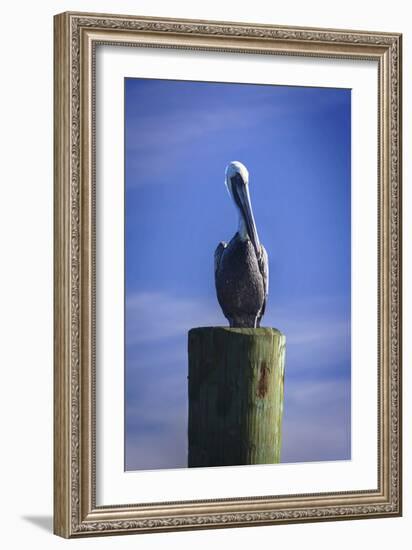 Mr. Pelican I-Alan Hausenflock-Framed Photographic Print