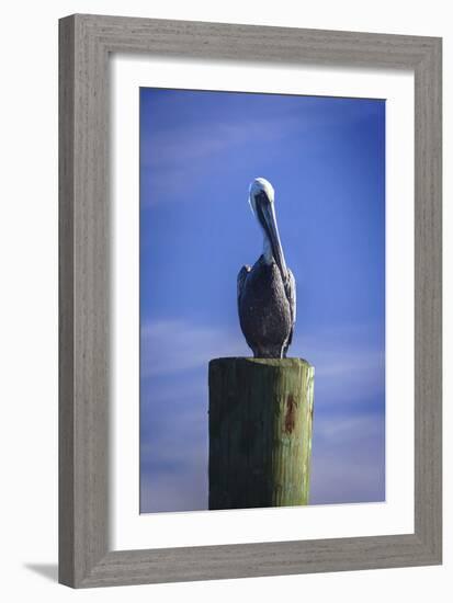 Mr. Pelican I-Alan Hausenflock-Framed Photographic Print