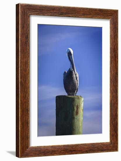 Mr. Pelican I-Alan Hausenflock-Framed Photographic Print