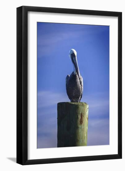 Mr. Pelican I-Alan Hausenflock-Framed Photographic Print