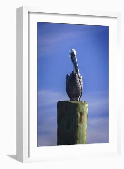 Mr. Pelican I-Alan Hausenflock-Framed Photographic Print