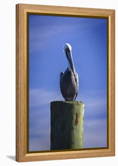 Mr. Pelican I-Alan Hausenflock-Framed Premier Image Canvas