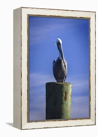 Mr. Pelican I-Alan Hausenflock-Framed Premier Image Canvas