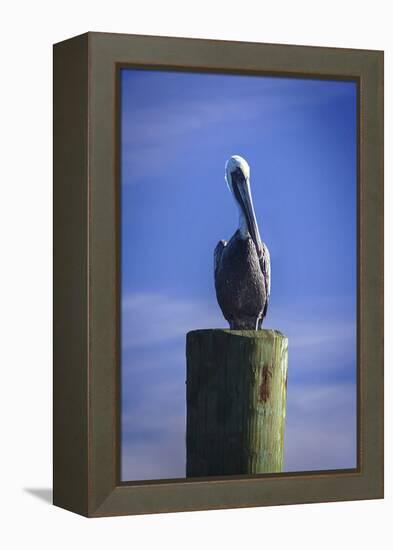 Mr. Pelican I-Alan Hausenflock-Framed Premier Image Canvas