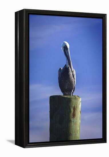 Mr. Pelican I-Alan Hausenflock-Framed Premier Image Canvas