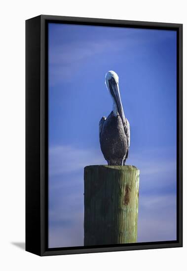 Mr. Pelican I-Alan Hausenflock-Framed Premier Image Canvas