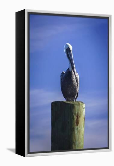 Mr. Pelican I-Alan Hausenflock-Framed Premier Image Canvas