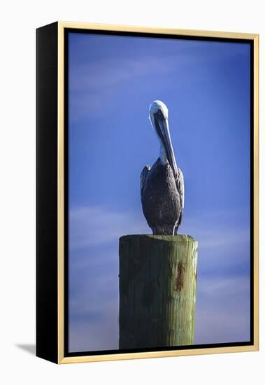 Mr. Pelican I-Alan Hausenflock-Framed Premier Image Canvas