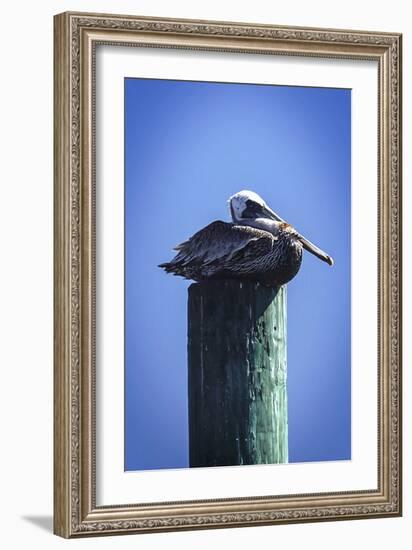 Mr. Pelican II-Alan Hausenflock-Framed Photographic Print