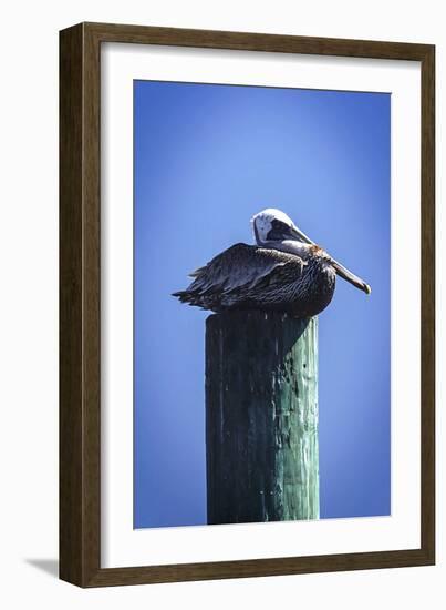 Mr. Pelican II-Alan Hausenflock-Framed Photographic Print