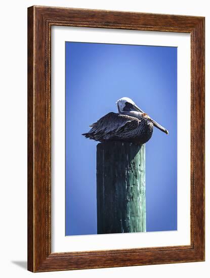 Mr. Pelican II-Alan Hausenflock-Framed Photographic Print