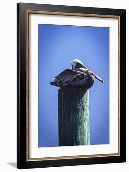 Mr. Pelican II-Alan Hausenflock-Framed Photographic Print