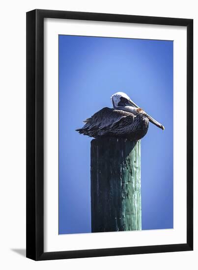 Mr. Pelican II-Alan Hausenflock-Framed Photographic Print