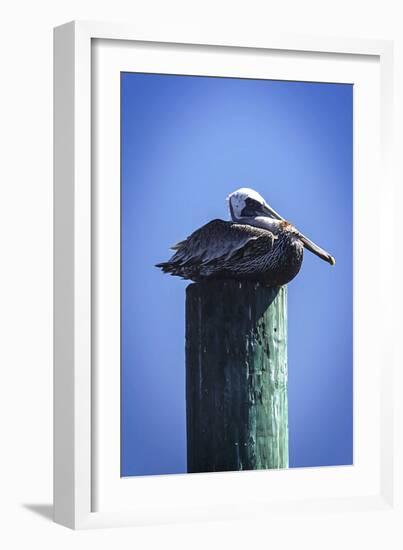 Mr. Pelican II-Alan Hausenflock-Framed Photographic Print