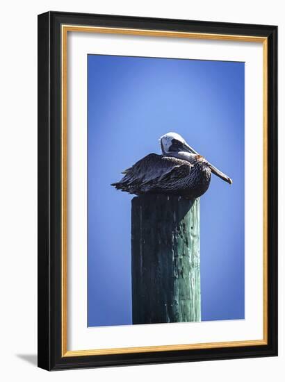 Mr. Pelican II-Alan Hausenflock-Framed Photographic Print