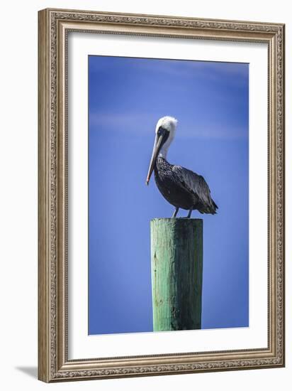 Mr. Pelican III-Alan Hausenflock-Framed Photographic Print