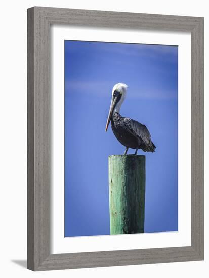 Mr. Pelican III-Alan Hausenflock-Framed Photographic Print